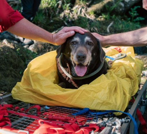 Cocoa, pictured, was evacuated by stretcher