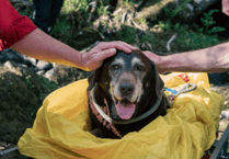Injured dog rescued from Dartmoor gorge