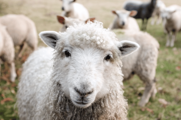 There were more than 1,000 reports of sheep being stolen last year