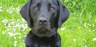 Police dog Ken assists in drug supply warrant 
