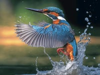 Kingfisher Returns to Dawlish Brook
