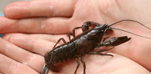 Stepping up fight against invasive Burrator Reservoir species