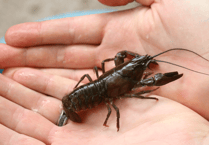 South West Water steps up fight against invasive Burrator Reservoir species