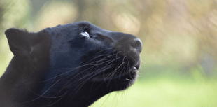 Pumas, panthers and a lion: Big cat sightings in Devon and Cornwall 