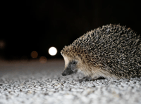 Help out a hedgehog with water bowl 