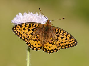 Devon Butterflies Have Worst Year
