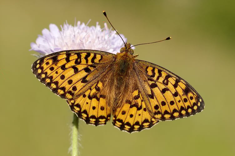 Dark Green Fritillary photographed by Iain H Leach