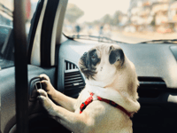 Do not leave dogs in hot cars, say police amid increasing calls