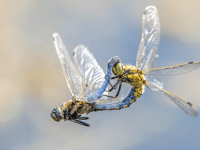 Water company supports charity's 25th anniversary photo competition