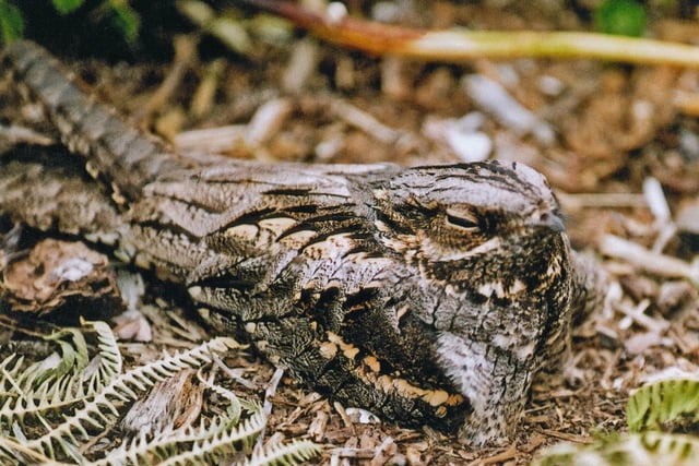 Help protect nightjars in Haldon Forest