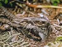 Help protect nightjars in Haldon Forest
