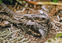 Join a walk to protect rare nightjars