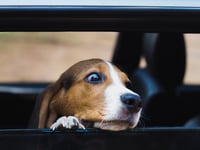 Police issue reminder over dogs in hot cars 