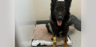 Dog required surgery after swallowing fish hook 