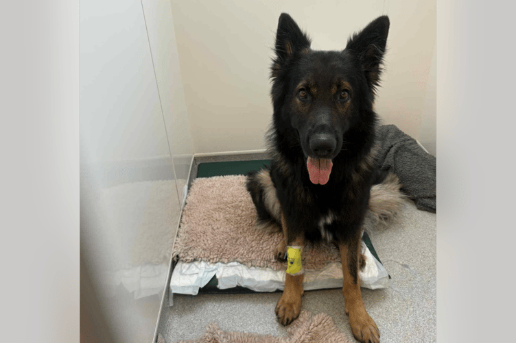 Three-year-old Douglas