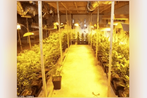The cannabis plantation was discovered in an underground bunker