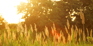 Tips for staying safe as health agency issue heat warning 