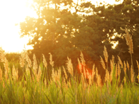Hot weather prompts health warning across the South West