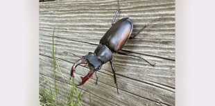 Volunteers needed to record sightings of UK’s biggest land beetle