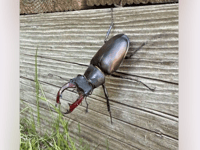 Volunteers needed to record sightings of UK’s biggest land beetle