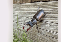 Volunteers needed to record sightings of UK’s biggest land beetle