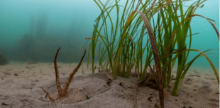 Water company funding research into seagrass support 