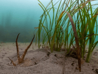 Water company funding research into seagrass support 