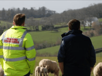 Farming family plead guilty to animal welfare offences