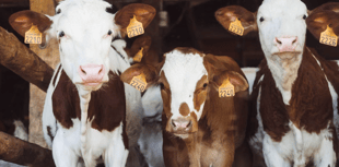 Most farms ensure animals can access safe drinking water