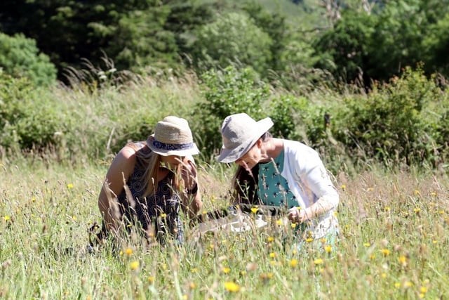 Moor Meadows: 10 Years of Wildflower Success
