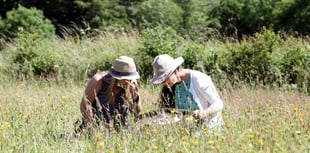 Moor Meadows: 10 Years of Wildflower Success