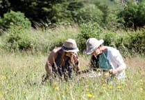 Devon's Wildflower Revival Celebrates 10 Years