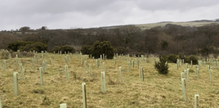Water company plants 390,000 trees across Devon and Cornwall