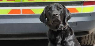 Police Dog Ken Sniffs Out Drugs