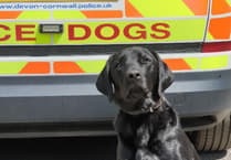 Hero Dog Ken Sniffs Out Cannabis in Ashburton