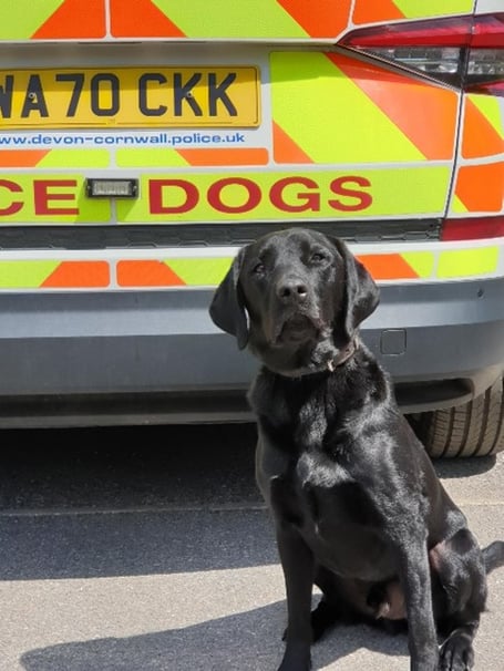 Police dog Ken helping police in Ashburton. Photo Ashburton police 