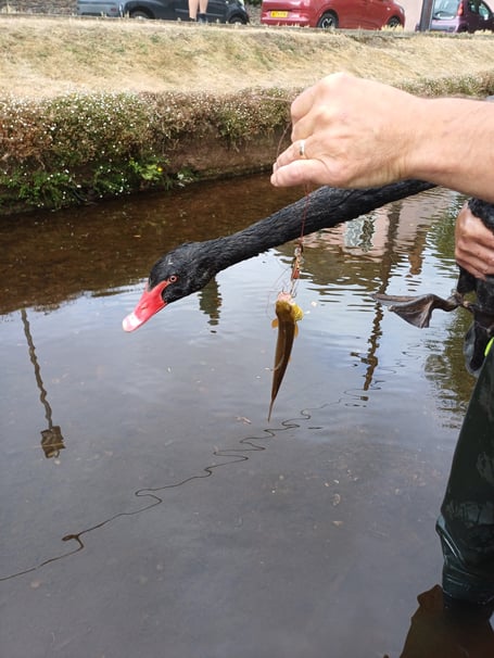 One of the Black Swans which ingested a fishing line and the fish it was still attached to. Photo Dawlish Town Council