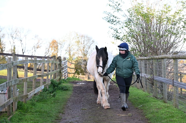 Charity the Mare and Foal Sanctuary are seeing increasing cases. Photo supplied.