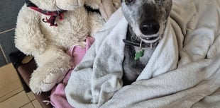 Gentle greyhound Pearl seeks loving home