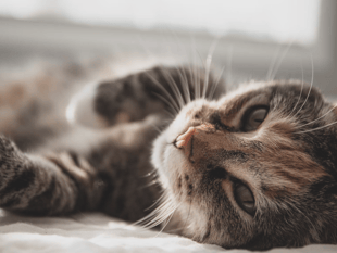 Review outlines approach needed to tackle cat overpopulation