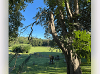 Chestnut tree in park to be felled 