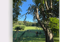 Chestnut tree in Newton Abbot park to be felled