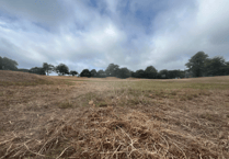 Anger as Torquay wildflower meadow is cut down