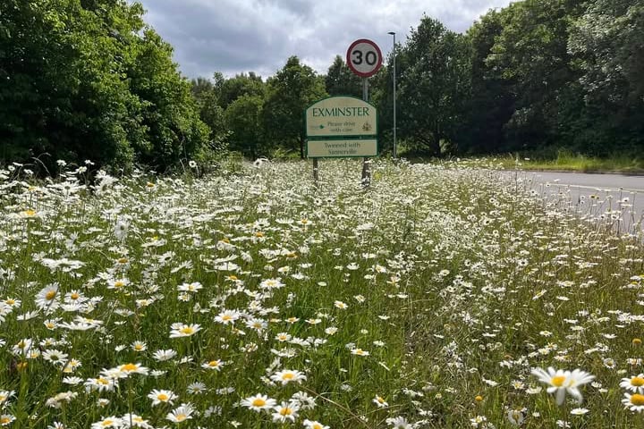 Exminster's wildflower verge. Photo Exminster Green Spaces.