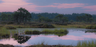 Study shows plant-microbe defence in peatlands against climate change