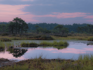 Study shows plant-microbe defence in peatlands against climate change