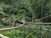 ‘Save our zoos’ plea from Devon MP
