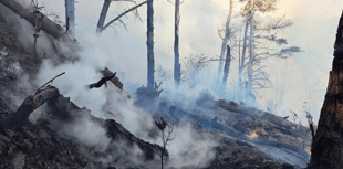 Large scale response to Newfoundland Cove woodland fire 