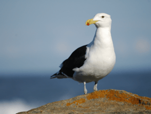 Planning wrangle over ‘last chance’ bird rescue site