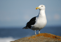 Planning wrangle over ‘last chance’ Exeter bird rescue site